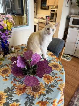 Siamese Cats Available for Adoption in Fremont, California - Ponyo | PetCurious