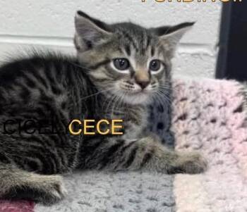 CeCe -  Domestic Short Hair Cat for Adoption in Dalton, Georgia - CeCe | PetCurious