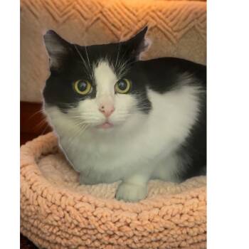 Rescue Domestic Medium Hair Cats for Adoption in Los Angeles, California - Myrna | PetCurious