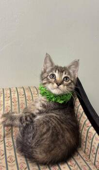 Perch -  Domestic Short Hair Cat for Adoption in Picayune, Mississippi - Perch | PetCurious