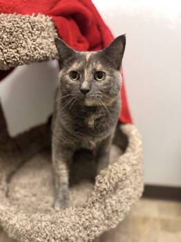 Ember -  Domestic Short Hair Cat for Adoption in Mineral Point, Wisconsin - Ember | PetCurious