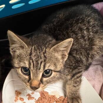Domestic Short Hair Cats Available for Adoption in Lynchburg, Virginia - Loki | PetCurious