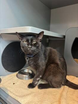 NOIR -  Domestic Short Hair Cat for Adoption in Leesburg, Virginia - NOIR | PetCurious