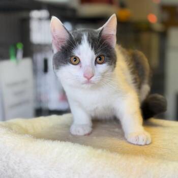 Domestic Short Hair Cats Available for Adoption in Fort Smith, Arkansas - Otis | PetCurious