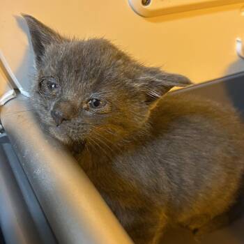 Harriet Tubman -  Domestic Medium Hair Cat for Adoption in Chattanooga, Tennessee - Harriet Tubman | PetCurious
