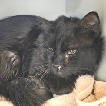 Domestic Long Hair Cats Available for Adoption - Bear | PetCurious