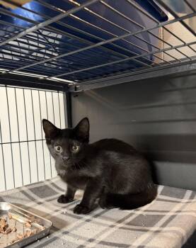 Apple -  Domestic Short Hair Cat for Adoption in Wayland, Michigan - Apple | PetCurious