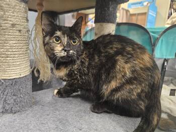 Tortoiseshell Cats Available for Adoption - Portia | PetCurious