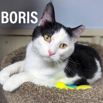 BORIS -  Domestic Short Hair and Tuxedo Cat for Adoption in Griffith, Indiana - BORIS | PetCurious