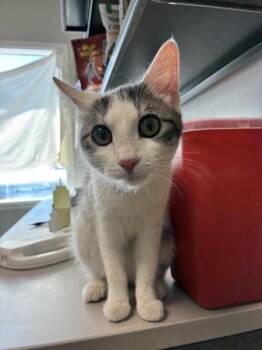 *potato* -  Domestic Short Hair Cat for Adoption in Salt Lake City, Utah - *potato* | PetCurious