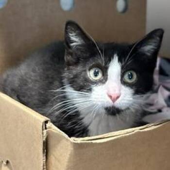 Lady Alice -  Domestic Short Hair Cat for Adoption - Lady Alice | PetCurious
