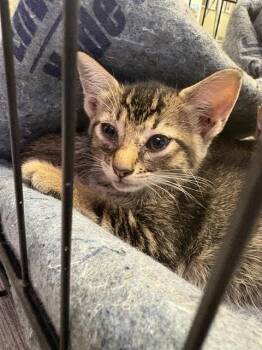MARGE -  Domestic Short Hair Cat for Adoption in Sugar Land, Texas - MARGE | PetCurious
