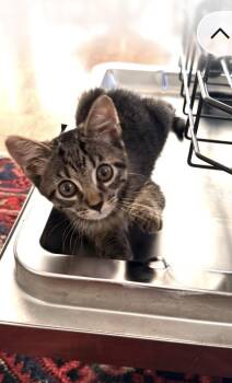 Kira & Rudi -  American Shorthair Cat for Adoption in San Diego, California - Kira & Rudi | PetCurious