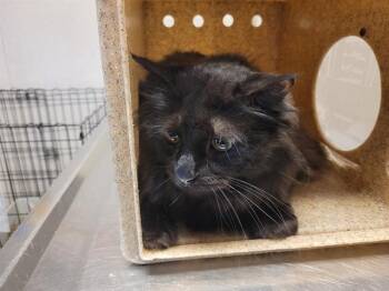 Domestic Long Hair Cats Available for Adoption in Kent, Washington - FUZZY BEAR | PetCurious