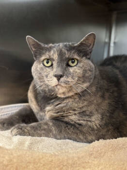 Rescue Domestic Short Hair Cats for Adoption in Winchester, Virginia - Kiki | PetCurious