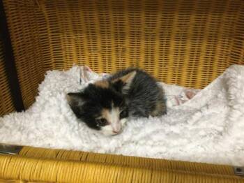 Rescue Domestic Short Hair Cats for Adoption in Thousand Palms, California - MOCHA | PetCurious