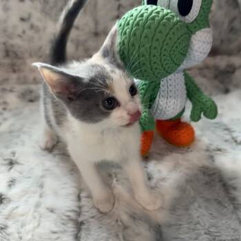 Yoshi -  Domestic Short Hair Cat for Adoption in Bloomington, Illinois - Yoshi | PetCurious