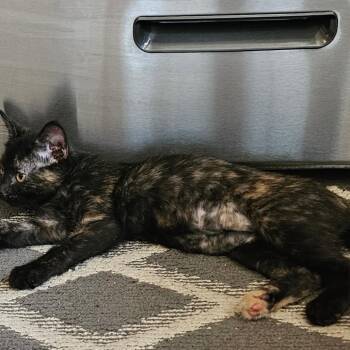 Duckie -  Domestic Short Hair Cat for Adoption in Rochester, Minnesota - Duckie | PetCurious