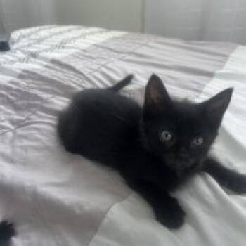 Funnel Cake -  Domestic Short Hair Cat for Adoption in West Palm Beach, Florida - Funnel Cake | PetCurious