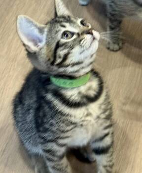 mae -  Tabby and Domestic Short Hair Cat for Adoption in San Jose, California - Mae | PetCurious