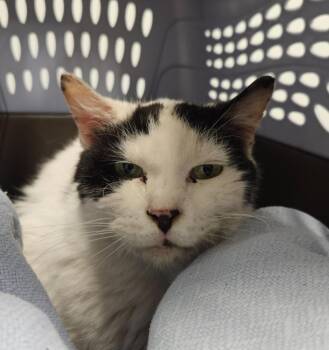 Amberlance -  Domestic Short Hair Cat for Adoption in Bloomington, Indiana - Amberlance | PetCurious