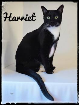 Rescue Domestic Short Hair Cats for Adoption in El Cajon, California - Harriet | PetCurious