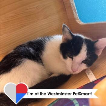 Yang -  Domestic Short Hair Cat for Adoption in Fort Collins, Colorado - Yang | PetCurious