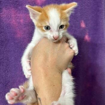 Natural Gas -  Domestic Short Hair Cat for Adoption in Wichita, Kansas - Natural Gas | PetCurious