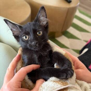 Sirius -  Domestic Short Hair Cat for Adoption in Las Vegas, Nevada - Sirius | PetCurious