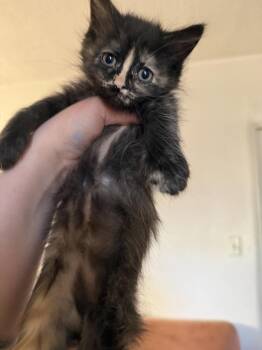 Domestic Medium Hair Cats Available for Adoption in Albuquerque, New Mexico - Chloe | PetCurious