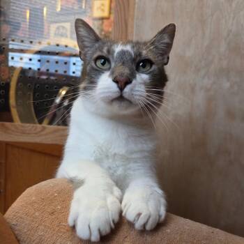 Domestic Short Hair Cats Available for Adoption in East Greenwich, Rhode Island - SPUMONI (Brothers Gelato And Spumoni Are A Sweet And Loving Eigh | PetCurious