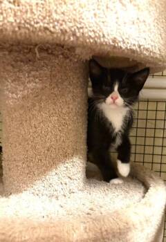 Peony -  Domestic Short Hair Cat for Adoption in North Babylon, New York - Peony | PetCurious