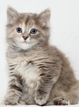 Corriedale -  Dilute Tortoiseshell Cat for Adoption in Washburn, Wisconsin - Corriedale | PetCurious