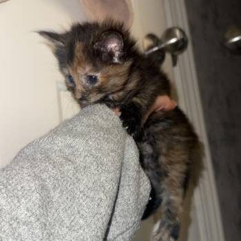 Gabrielle -  Domestic Short Hair Cat for Adoption in Chicago, Illinois - Gabrielle | PetCurious