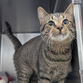 Hero -  Domestic Short Hair Cat for Adoption in Evansville, Indiana - Hero | PetCurious
