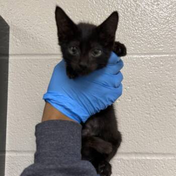 Wednesday -  Domestic Short Hair Cat for Adoption in San Antonio, Texas - Wednesday | PetCurious