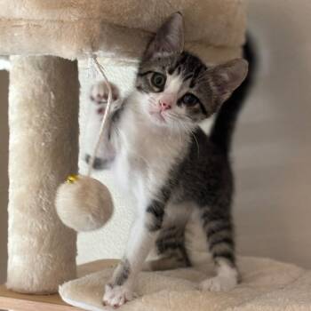 Hunter -  Tabby Cat for Adoption in San Juan Capistrano, California - Hunter | PetCurious