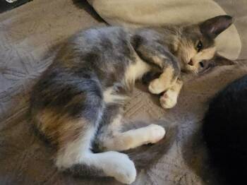 Rescue Dilute Calico Cats for Adoption in Berkeley Heights, New Jersey - Tasha | PetCurious