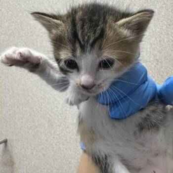 Tiger -  Domestic Short Hair Cat for Adoption in San Antonio, Texas - Tiger | PetCurious