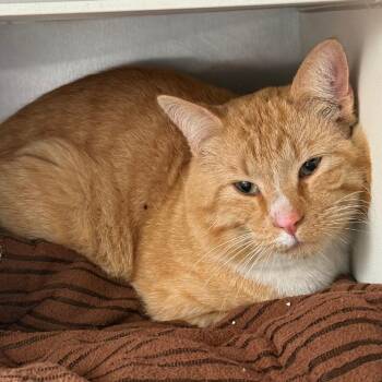 Domestic Short Hair Cats Available for Adoption - Apricot | PetCurious