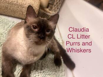 Claudia -  Domestic Short Hair Cat for Adoption in New Hartford, New York - Claudia | PetCurious