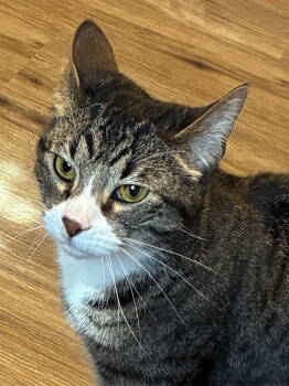 Rescue Domestic Short Hair Cats for Adoption in Greenville, South Carolina - Binx SC (Taylors Petsmart Adoption Center) | PetCurious