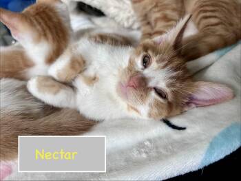 Domestic Short Hair Cats Available for Adoption - Nectar & Bumble In Foster Care | PetCurious
