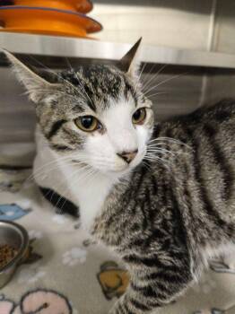 Rescue Domestic Short Hair Cats for Adoption in Hilton Head Island, South Carolina - Gram | PetCurious