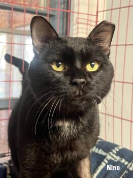 Domestic Short Hair Cats Available for Adoption - Nino | PetCurious