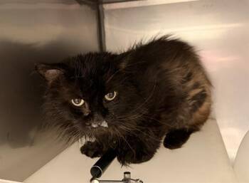 Domestic Long Hair Cats Available for Adoption in Modesto, California - NEVILLE | PetCurious