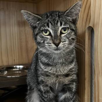 Fauna -  Domestic Short Hair Cat for Adoption in Yucca Valley, California - Fauna | PetCurious