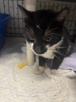 Domestic Short Hair Cats Available for Adoption in Hartford City, Indiana - Jonah | PetCurious