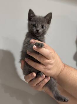 CAT - Nikaelyn -  Domestic Short Hair Cat for Adoption in Gilberts, Illinois - CAT - Nikaelyn | PetCurious