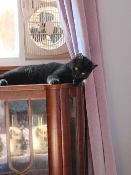 Rescue Domestic Short Hair Cats for Adoption in Mokena, Illinois - Faith | PetCurious